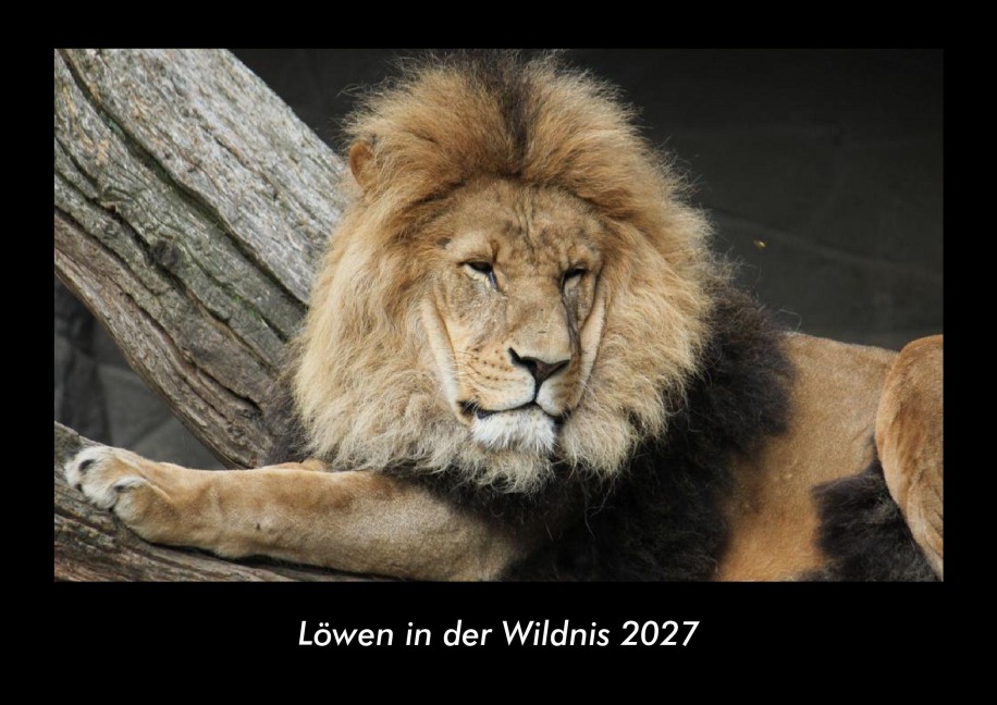 Löwen in der Wildnis 2027 Fotokalender DIN A3 - Tobias Becker