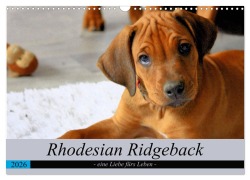 Cover-Bild zum Titel 'Rhodesian Ridgeback - eine Liebe fürs Leben (Wandkalender 2026 DIN A3 quer), CALVENDO Monatskalender' von 'Dagmar Behrens'