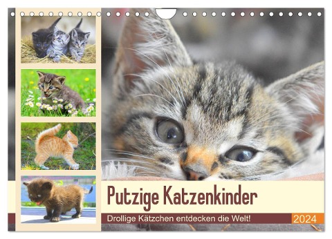 Putzige Katzenkinder. Drollige Kätzchen entdecken die Welt! (Wandkalender 2024 DIN A4 quer), CALVENDO Monatskalender - Rose Hurley