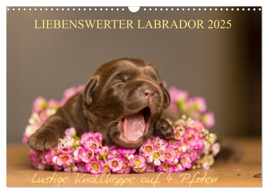 Liebenswerter Labrador 2025 (Wandkalender 2025 DIN A3 quer), CALVENDO Monatskalender - Annett Mirsberger