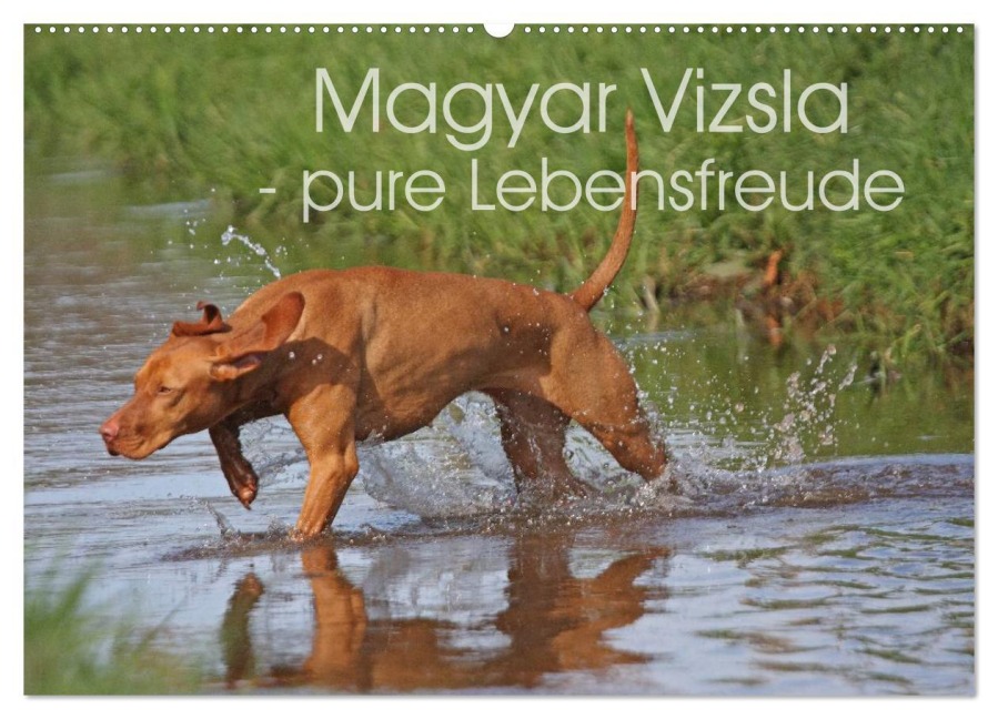 Magyar Vizsla - pure Lebensfreude (Wandkalender 2025 DIN A2 quer), CALVENDO Monatskalender - Barbara Mielewczyk