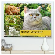 Cover-Bild zum Titel 'British Shorthair. Sanfte Würde und Katzenglück im Grünen (hochwertiger Premium Wandkalender 2026 DIN A2 quer), Kunstdruck in Hochglanz' von 'Rose Hurley'