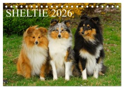 Cover-Bild zum Titel 'Sheltie 2026 (Tischkalender 2026 DIN A5 quer), CALVENDO Monatskalender' von 'Sigrid Starick'