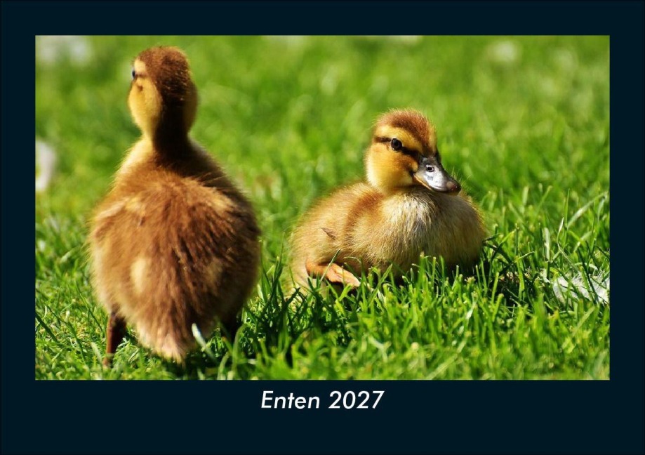 Enten 2027 Fotokalender DIN A5 - Tobias Schmitt, Kevin Heber