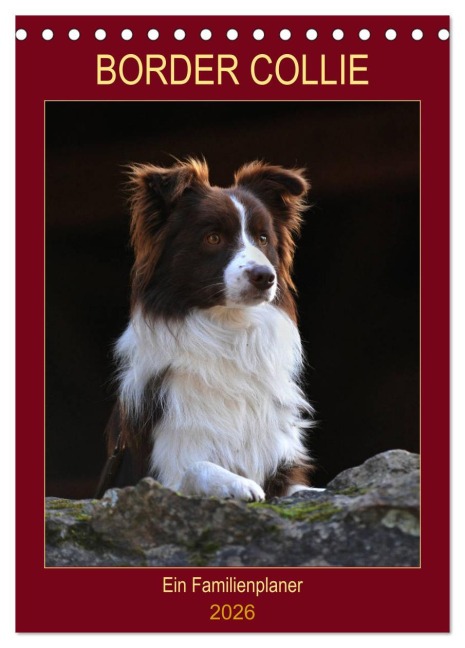 Border Collie - Ein Familienplaner (Tischkalender 2026 DIN A5 hoch), CALVENDO Monatskalender - Sigrid Starick