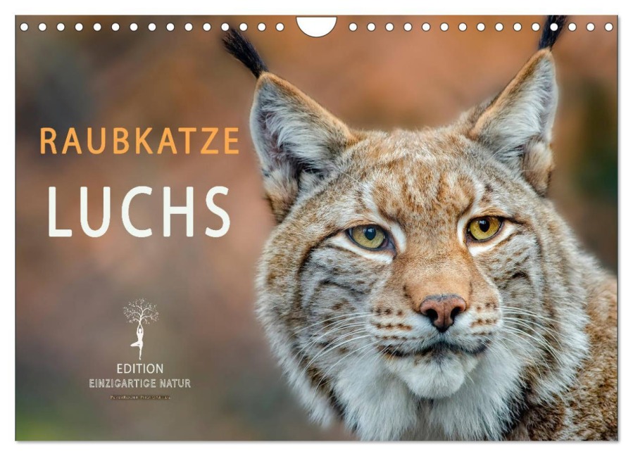 Raubkatze Luchs (Wandkalender 2025 DIN A4 quer), CALVENDO Monatskalender - Peter Roder