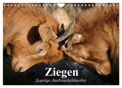 Cover-Bild zum Titel 'Ziegen. Lustige Ausbruchskünstler (Wandkalender 2026 DIN A4 quer), CALVENDO Monatskalender' von 'Elisabeth Stanzer'