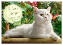 Cover-Bild zum Titel 'Schöne Katzen. Beliebte Samtpfoten im Garten (Wandkalender 2026 DIN A3 quer), CALVENDO Monatskalender' von 'Rose Hurley'