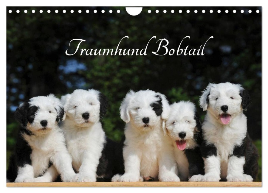 Traumhund Bobtail (Wandkalender 2026 DIN A4 quer), CALVENDO Monatskalender - Sigrid Starick
