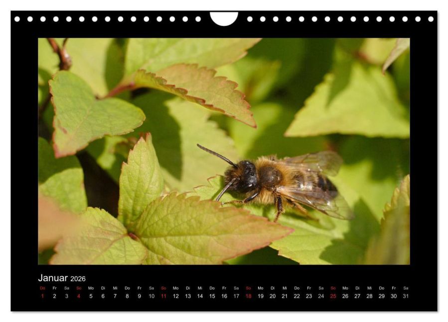 InsideView 6