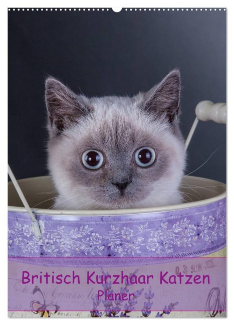 Britisch Kurzhaar Katzen - Planer (Wandkalender 2026 DIN A2 hoch), CALVENDO Monatskalender - Gabriela Wejat-Zaretzke