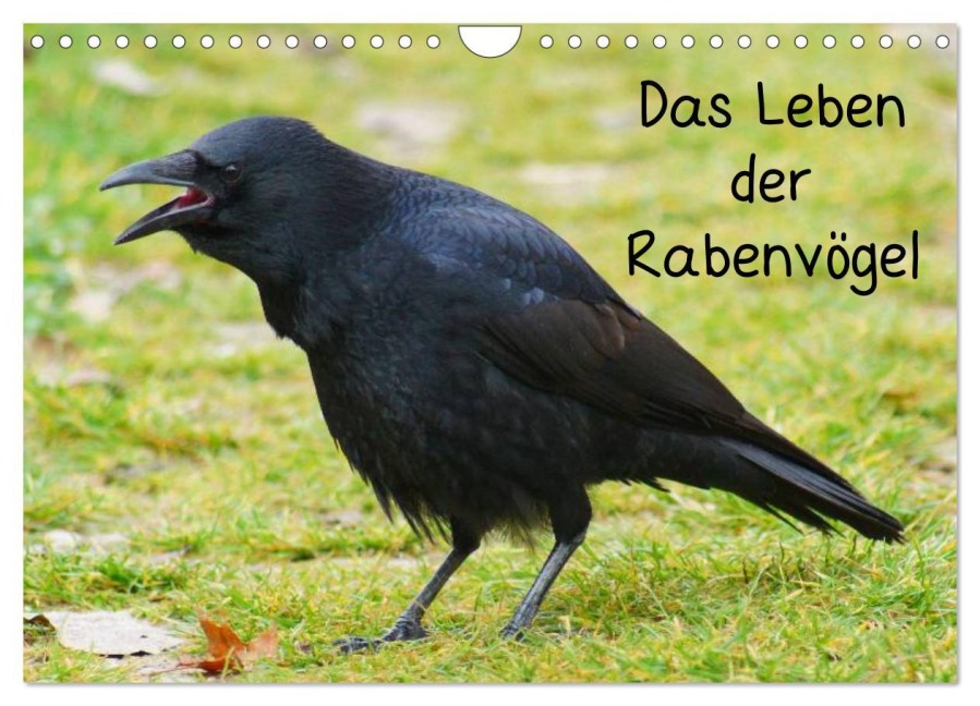 Das Leben der Rabenvögel (Wandkalender 2026 DIN A4 quer), CALVENDO Monatskalender - Kattobello Kattobello