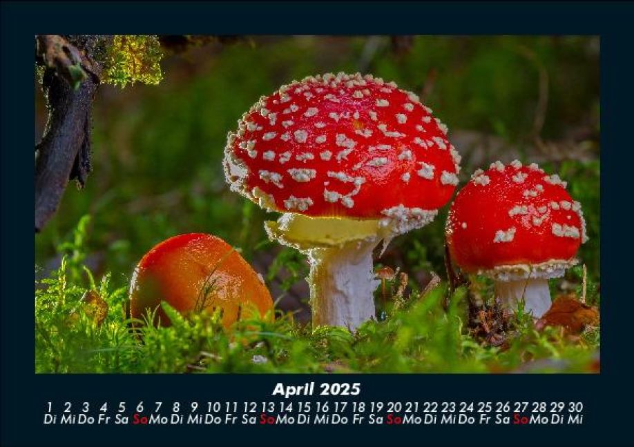 InsideView 8