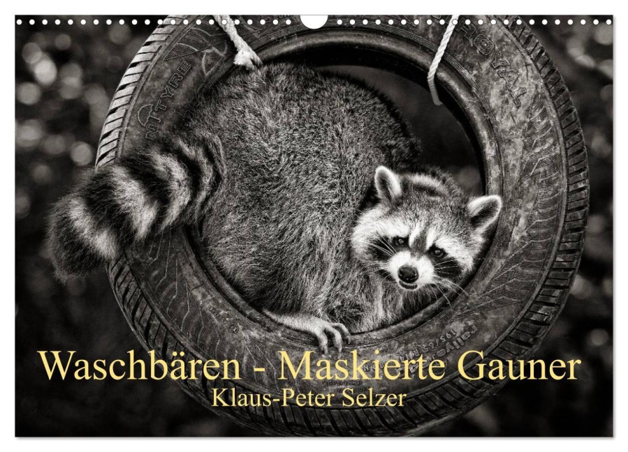 Waschbären - Maskierte Gauner (Wandkalender 2026 DIN A3 quer), CALVENDO Monatskalender - Klaus-Peter Selzer
