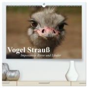 Cover-Bild zum Titel 'Vogel Strauß. Imposanter Riese und Läufer (hochwertiger Premium Wandkalender 2026 DIN A2 quer), Kunstdruck in Hochglanz' von 'Elisabeth Stanzer'