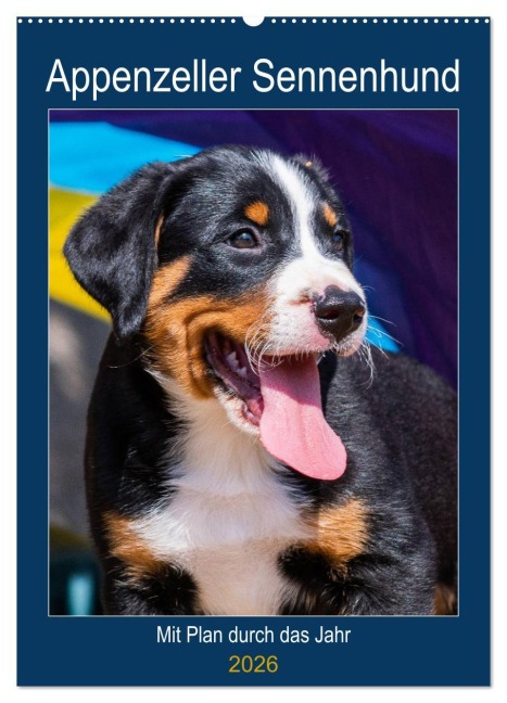 Appenzeller Sennenhund - Mit Plan durch das Jahr (Wandkalender 2026 DIN A2 hoch), CALVENDO Monatskalender - Sigrid Starick