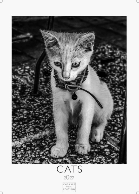 Cats schwarz-weiss Kalender 2027 - Wandkalender | Fotokalender Tierkalender schwarz-weiss 29x21cm - Katzenkalender | Perfekt für Katzenliebhaber und Tierkalenderfans - 