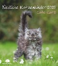 Niedliche Katzenkinder 2025 - Wand-Kalender - Tier-Kalender - 30x34 - 