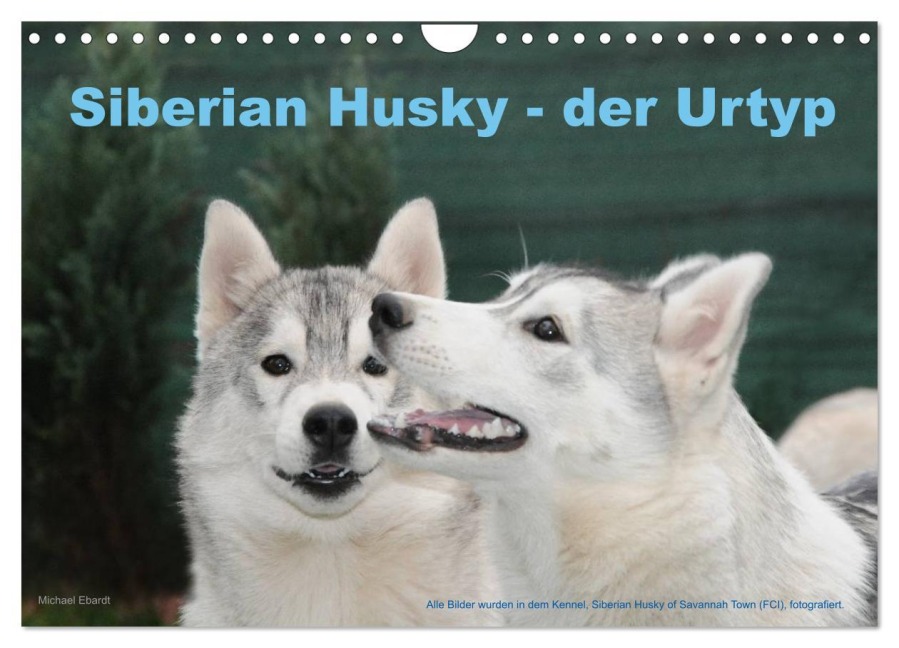 Siberian Husky - der Urtyp (Wandkalender 2026 DIN A4 quer), CALVENDO Monatskalender - Michael Ebardt