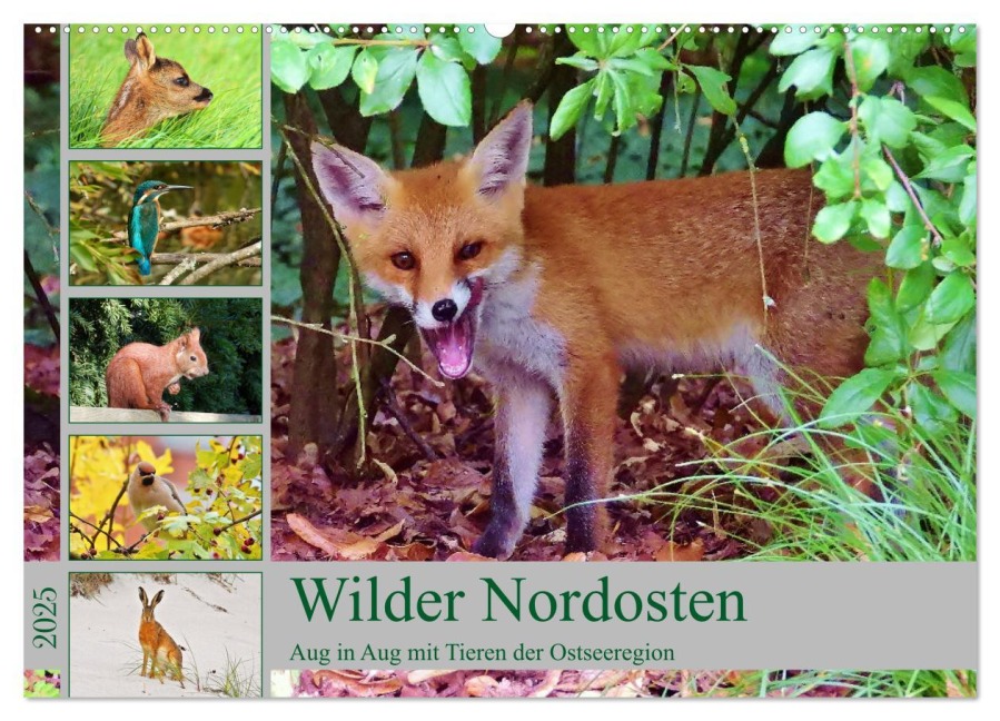 Wilder Nordosten - Aug in Aug mit Tieren der Ostseeregion (Wandkalender 2025 DIN A2 quer), CALVENDO Monatskalender - René Schaack