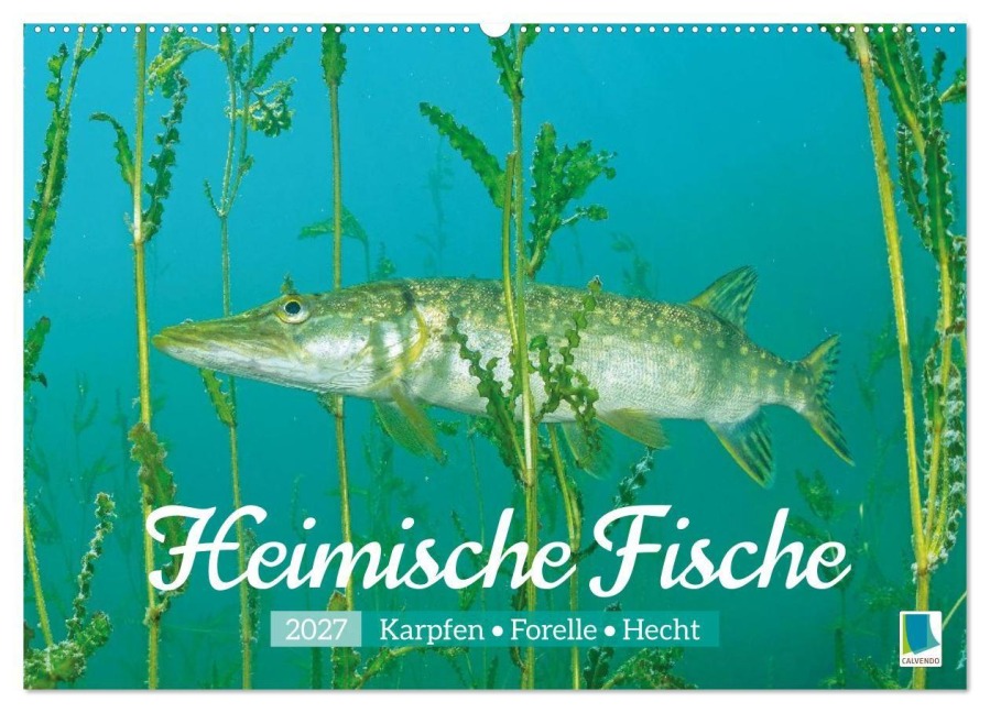 Heimische Fische: Karpfen, Forelle, Hecht (Wandkalender 2027 DIN A2 quer), CALVENDO Monatskalender - Calvendo