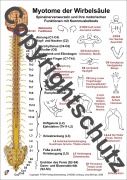 Cover-Bild zum Titel 'Myotome der Spinalnerven' von 'Tanja Aeckersberg'