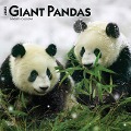 Giant Pandas 2025 12 X 24 Inch Monthly Square Wall Calendar Plastic-Free - Browntrout