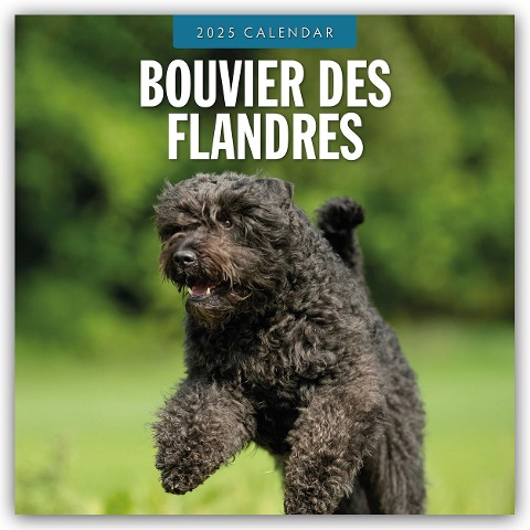 Bouvier des Flandres 2025 - 16-Monatskalender - Robin Red