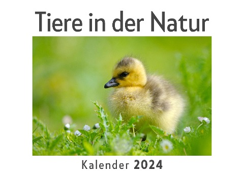 Tiere in der Natur (Wandkalender 2024, Kalender DIN A4 quer, Monatskalender im Querformat mit Kalendarium, Das perfekte Geschenk) - Anna Müller