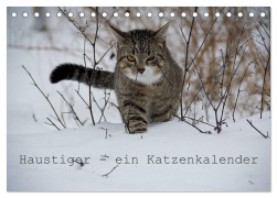 Cover-Bild zum Titel 'Haustiger - Ein Katzenkalender (Tischkalender 2026 DIN A5 quer), CALVENDO Monatskalender' von 'J. Becker'