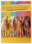 Cover-Bild zum Titel 'Das Leben ist ein Ponyhof - Zwergponys im Studiolicht (Wandkalender 2026 DIN A3 hoch), CALVENDO Monatskalender' von 'Mb Fotografie'