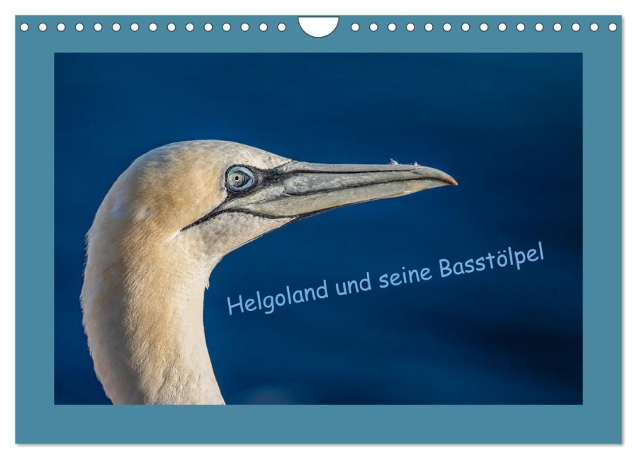 Helgoland und seine Basstölpel (Wandkalender 2027 DIN A4 quer), CALVENDO Monatskalender - Wiebke von der Heyde
