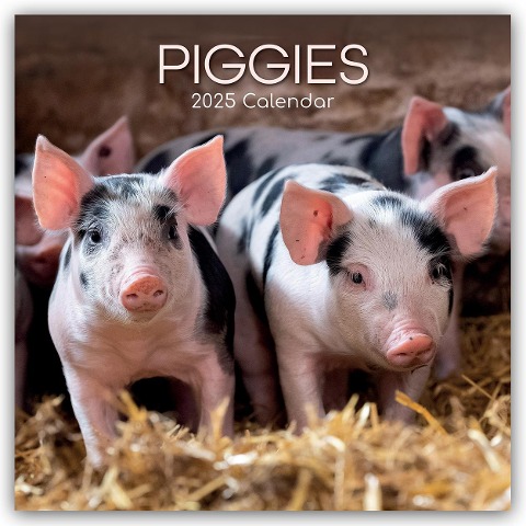 Piggies - Ferkel Schweine 2025 - 16-Monatskalender - Gifted Stationery Co. Ltd