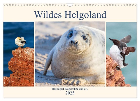 Wildes Helgoland - Basstölpel, Kegelrobbe und Co. 2025 (Wandkalender 2025 DIN A3 quer), CALVENDO Monatskalender - Daniela Beyer (Moqui)