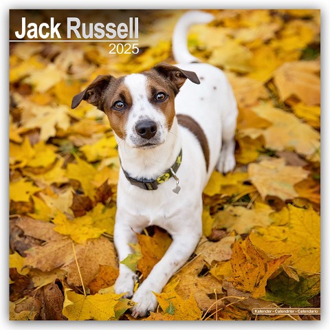 Jack Russell Terrier 2025 - 16-Monatskalender - Avonside Publishing Ltd