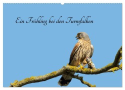 Ein Frühjahr bei den Turmfalken (Wandkalender 2026 DIN A2 quer), CALVENDO Monatskalender - Ruth Namuth