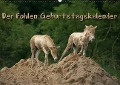 Cover-Bild zum Titel 'Der Fohlen-Geburtstagskalender (Wandkalender immerwährend DIN A2 quer)' von 'Martina Berg'