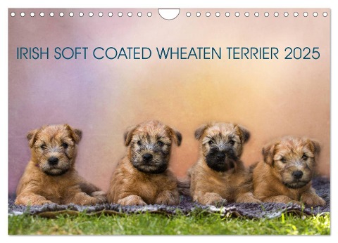 IRISH SOFT COATED WHEATEN TERRIER 2025 (Wandkalender 2025 DIN A4 quer), CALVENDO Monatskalender - Annett Mirsberger Www. Tierpfoto. De