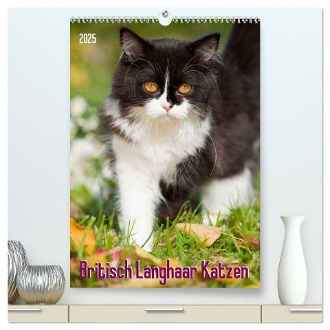 Britisch Langhaar Katzen (hochwertiger Premium Wandkalender 2025 DIN A2 hoch), Kunstdruck in Hochglanz - Judith Dzierzawa