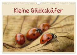 Cover-Bild zum Titel 'Kleine Glückskäfer (Wandkalender 2026 DIN A4 quer), CALVENDO Monatskalender' von 'Judith Doberstein'