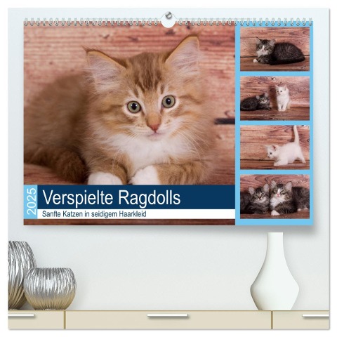 Verspielte Ragdolls -Sanfte Katzen in seidigem Haarkleid (hochwertiger Premium Wandkalender 2025 DIN A2 quer), Kunstdruck in Hochglanz - Fotodesign Verena Scholze