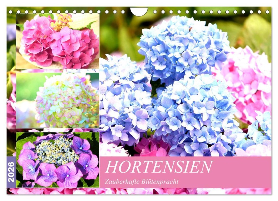 Hortensien. Zauberhafte Blütenpracht (Wandkalender 2026 DIN A4 quer), CALVENDO Monatskalender - Rose Hurley