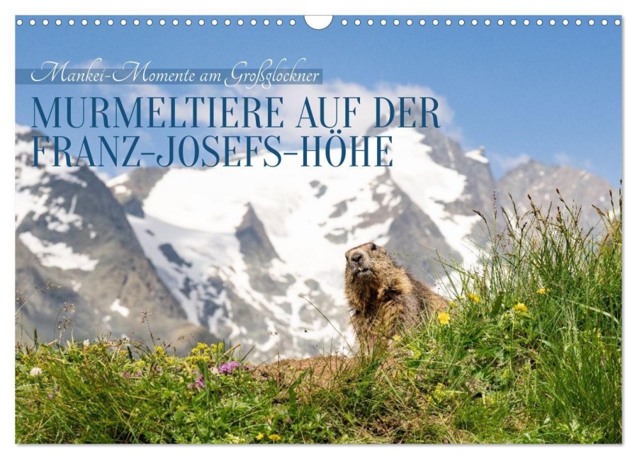 Mankei Momente am Großglockner- Murmeltiere auf der Franz-Josefs-Höhe (Wandkalender 2027 DIN A3 quer), CALVENDO Monatskalender - Angela Merk