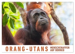 Cover-Bild zum Titel 'Orang-Utans Menschenaffen auf Borneo (Wandkalender 2026 DIN A2 quer), CALVENDO Monatskalender' von 'Martin Ristl'