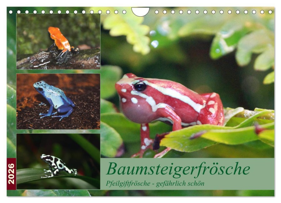 Baumsteigerfrösche. Pfeilgiftfrösche - gefährlich schön (Wandkalender 2026 DIN A4 quer), CALVENDO Monatskalender - B. Mielewczyk