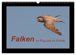 Cover-Bild zum Titel 'Falken im Flug und im Porträt (Wandkalender 2026 DIN A3 quer), CALVENDO Monatskalender' von 'Karolina Gasteiger'