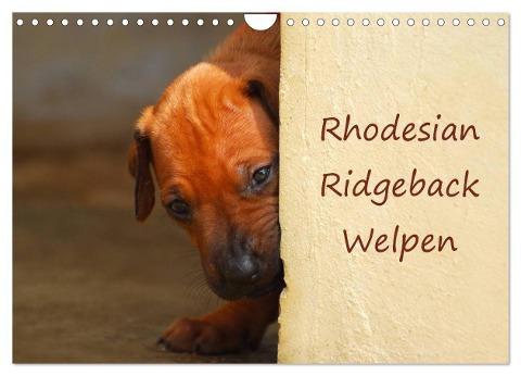 Rhodesian Ridgeback Welpen (Wandkalender 2025 DIN A4 quer), CALVENDO Monatskalender - Anke van Wyk