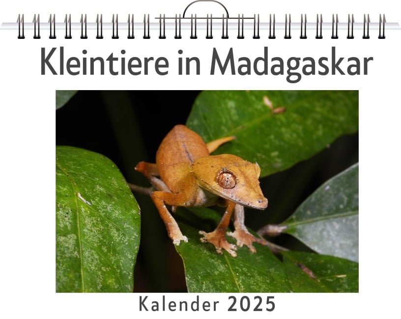 Kleintiere in Madagaskar - (Wandkalender 2025, Kalender DIN A4 quer, Monatskalender im Querformat mit Kalendarium, das perfekte Geschenk) - Anton Friedrich