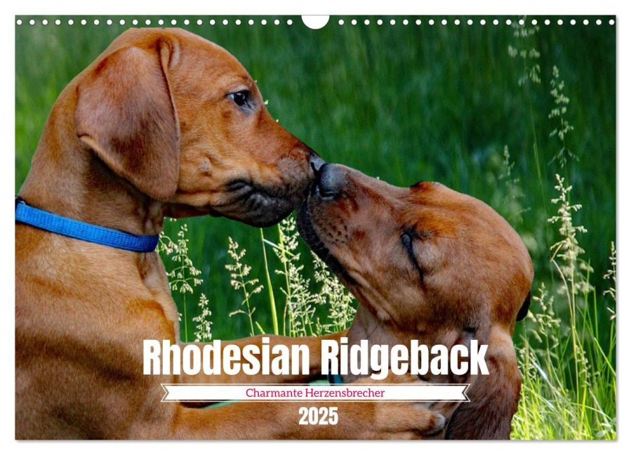 Rhodesian Ridgeback, Charmante Herzensbrecher (Wandkalender 2025 DIN A3 quer), CALVENDO Monatskalender - Dagmar Behrens