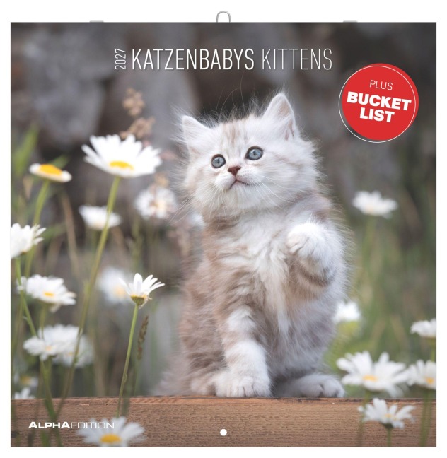 Katzenbabys 2027 - 